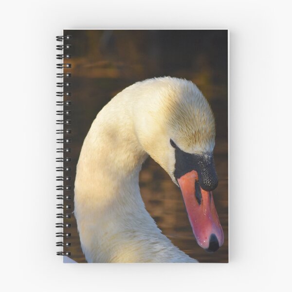 Item preview, Mute Swan Portrait in Golden Evening Light designed and sold by Shanguai.