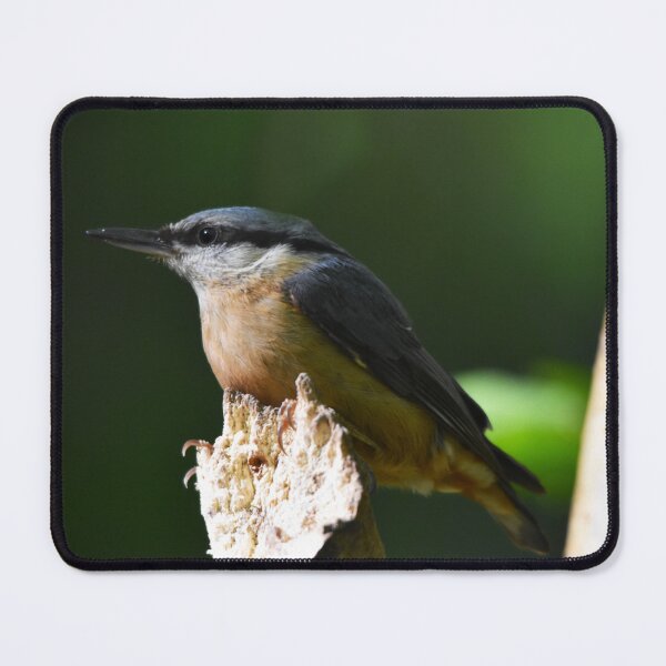 Item preview, Eurasian Nuthatch Perched on a Mossy Branch designed and sold by Shanguai.