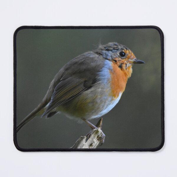 Item preview, Robin Redbreast Perched on Stick Wales UK designed and sold by Shanguai.