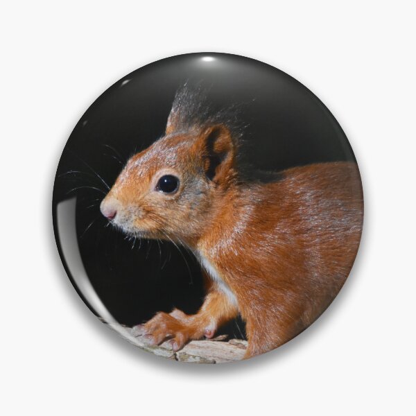 Item preview, Baby Red Squirrel on Log Dark Background Wales designed and sold by Shanguai.