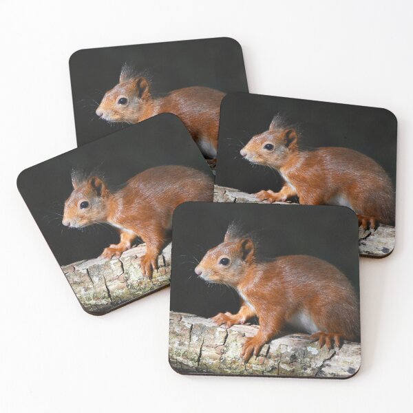 Item preview, Baby Red Squirrel on Log Dark Background Wales designed and sold by Shanguai.