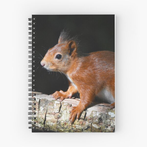 Item preview, Baby Red Squirrel on Log Dark Background Wales designed and sold by Shanguai.