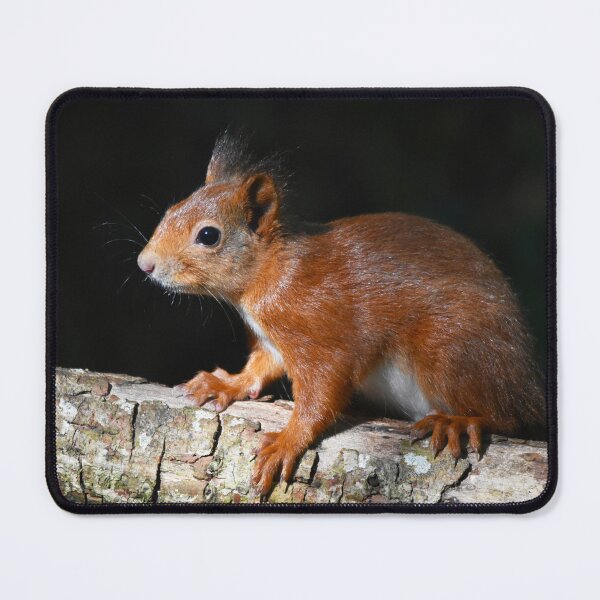 Item preview, Baby Red Squirrel on Log Dark Background Wales designed and sold by Shanguai.