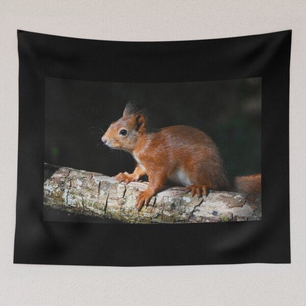 Item preview, Baby Red Squirrel on Log Dark Background Wales designed and sold by Shanguai.