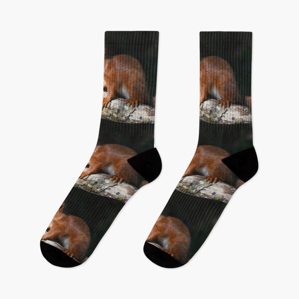 Item preview, Baby Red Squirrel on Log Dark Background Wales designed and sold by Shanguai.