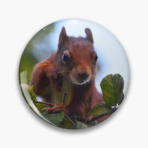 Item preview, Red Squirrel Peering Over Branch Wales UK designed and sold by Shanguai.