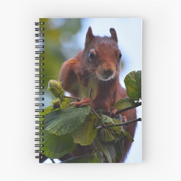 Item preview, Red Squirrel Peering Over Branch Wales UK designed and sold by Shanguai.