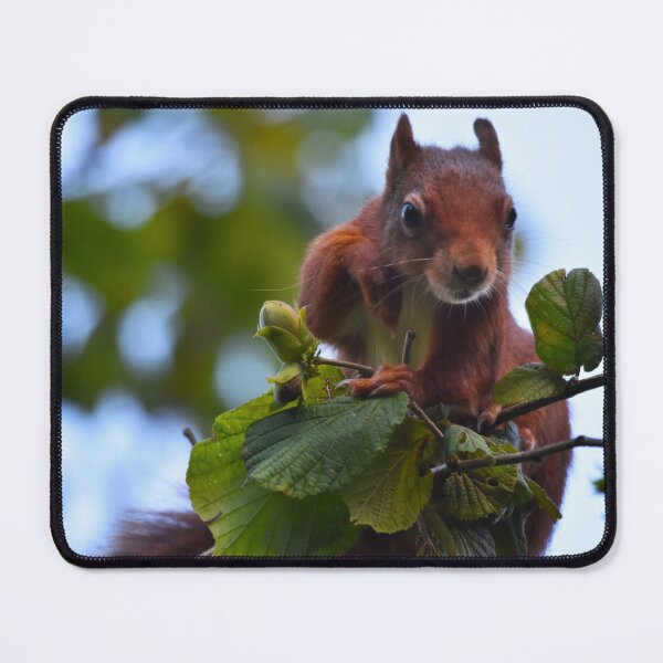 Item preview, Red Squirrel Peering Over Branch Wales UK designed and sold by Shanguai.