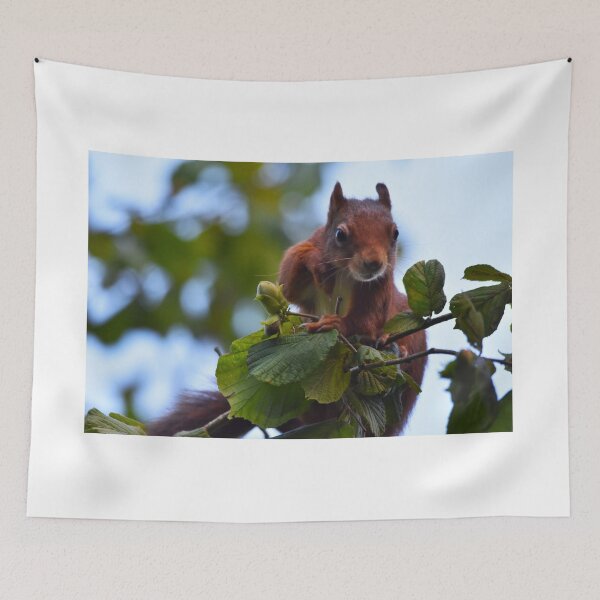 Item preview, Red Squirrel Peering Over Branch Wales UK designed and sold by Shanguai.
