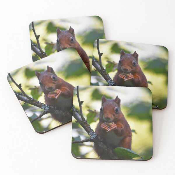 Item preview, Red Squirrel Portrait Eating Nut in Woodland Wales designed and sold by Shanguai.