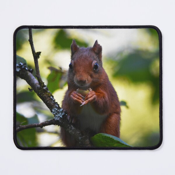 Item preview, Red Squirrel Portrait Eating Nut in Woodland Wales designed and sold by Shanguai.
