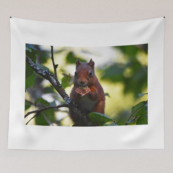 Item preview, Red Squirrel Portrait Eating Nut in Woodland Wales designed and sold by Shanguai.