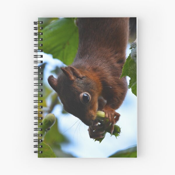 Item preview, Red Squirrel Hanging Upside Down Eating Hazelnuts designed and sold by Shanguai.