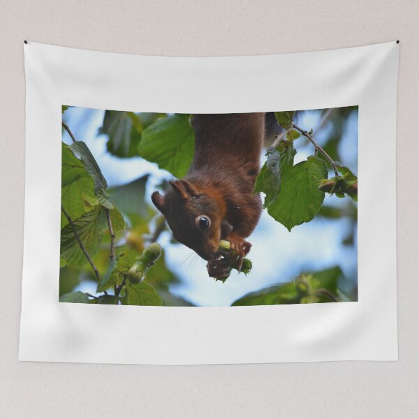 Item preview, Red Squirrel Hanging Upside Down Eating Hazelnuts designed and sold by Shanguai.