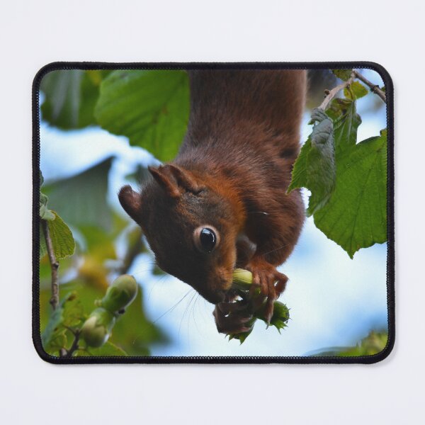 Item preview, Red Squirrel Hanging Upside Down Eating Hazelnuts designed and sold by Shanguai.