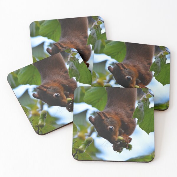 Item preview, Red Squirrel Hanging Upside Down Eating Hazelnuts designed and sold by Shanguai.