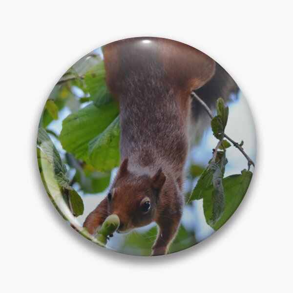 Item preview, Red Squirrel Hanging Upside Down in Hazel Tree, Wales UK designed and sold by Shanguai.