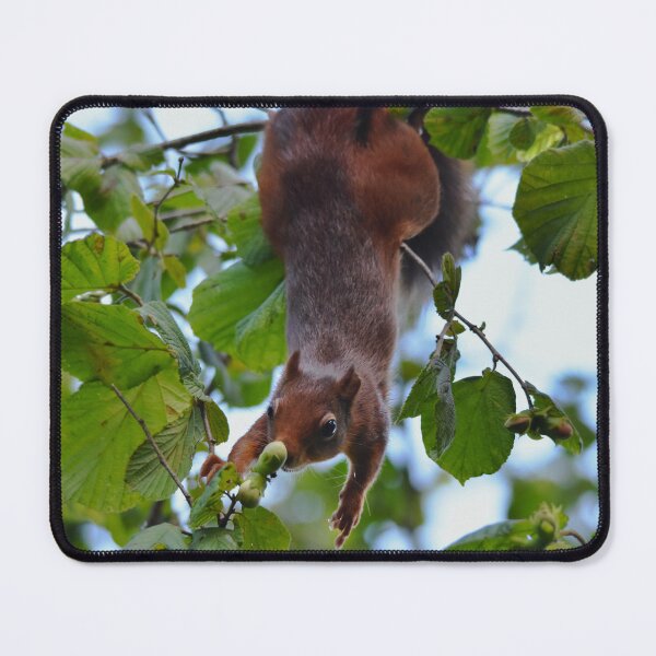 Item preview, Red Squirrel Hanging Upside Down in Hazel Tree, Wales UK designed and sold by Shanguai.