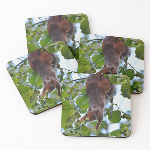 Item preview, Red Squirrel Hanging Upside Down in Hazel Tree, Wales UK designed and sold by Shanguai.