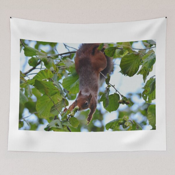 Item preview, Red Squirrel Hanging Upside Down in Hazel Tree, Wales UK designed and sold by Shanguai.