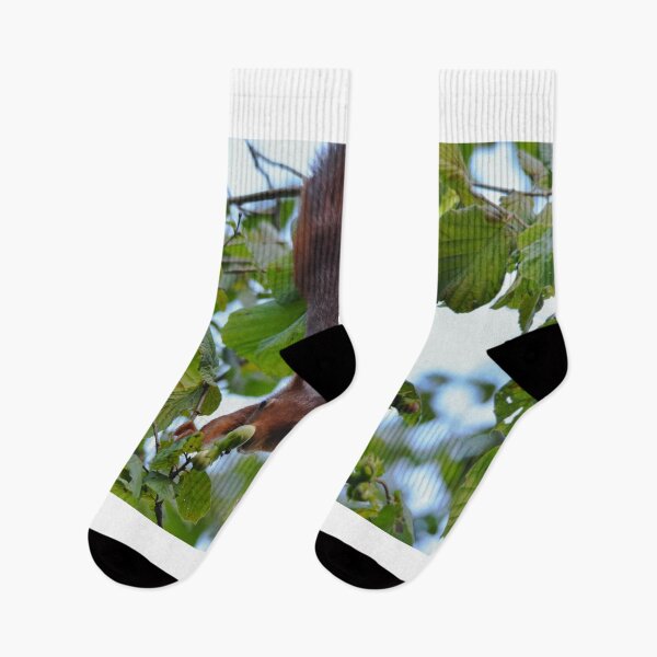 Item preview, Red Squirrel Hanging Upside Down in Hazel Tree, Wales UK designed and sold by Shanguai.