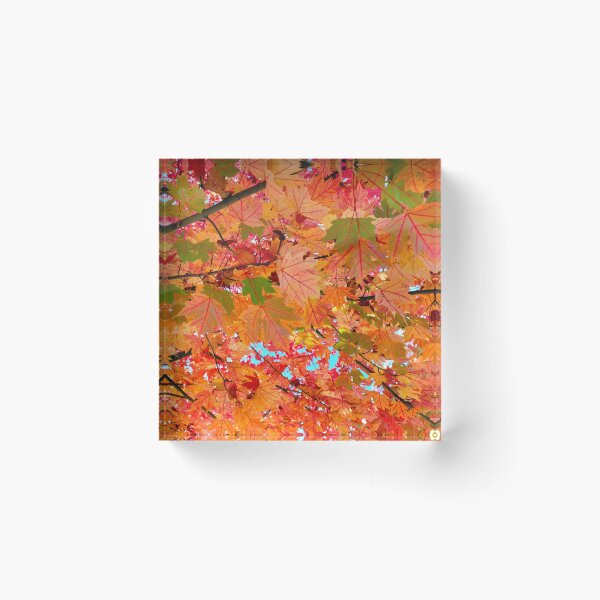 Item preview, Stunning Maple in Full Fall Beauty with a Rainbow of Colours - Abstract Artwork  designed and sold by Adam Gormley.