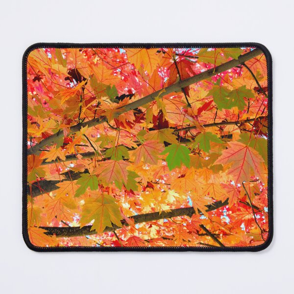 Item preview, Stunning Maple in Full Fall Beauty with a Rainbow of Colours - Abstract Artwork designed and sold by Adam Gormley.