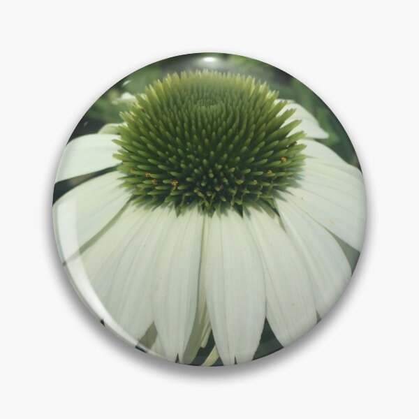 Item preview, Young Echinacea Purpurea Baby Swan White Wyckoff New Jersey designed and sold by CrowCottage51.