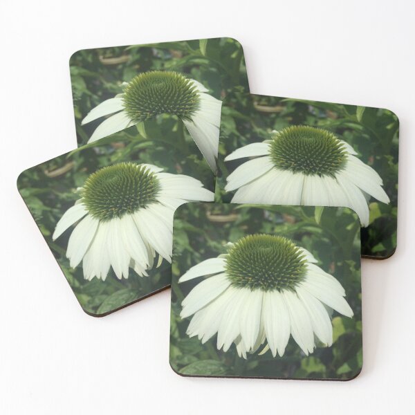 Item preview, Young Echinacea Purpurea Baby Swan White Wyckoff New Jersey designed and sold by CrowCottage51.