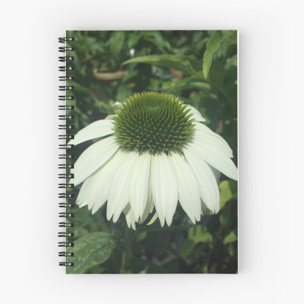 Item preview, Young Echinacea Purpurea Baby Swan White Wyckoff New Jersey designed and sold by CrowCottage51.
