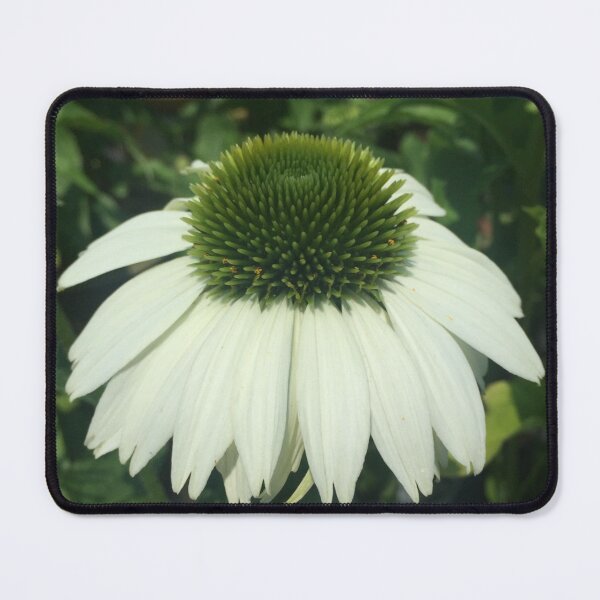Item preview, Young Echinacea Purpurea Baby Swan White Wyckoff New Jersey designed and sold by CrowCottage51.