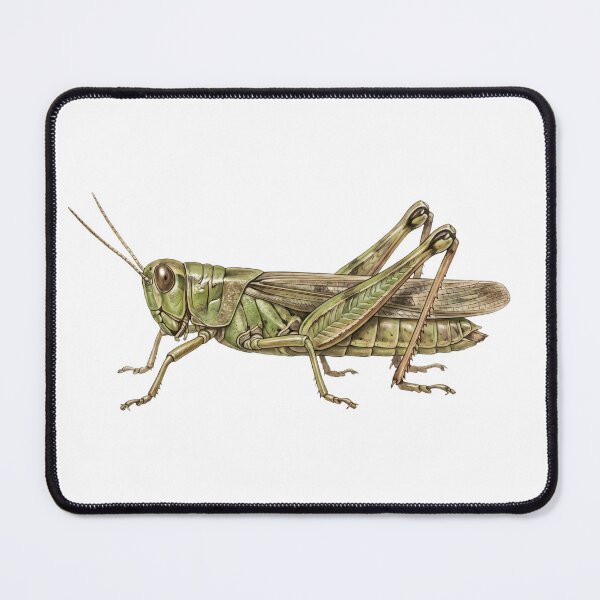 Item preview, Green Grasshopper – Illustration designed and sold by Chaoscience.