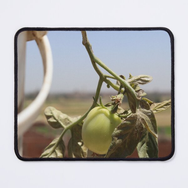 Item preview, Beautiful picture of a tomato plant bearing fruit designed and sold by diaaphotography.