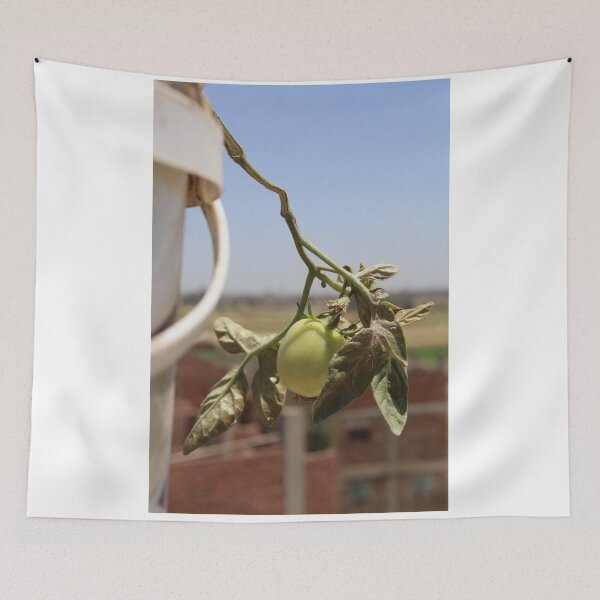 Aperçu de l'œuvre Belle photo d'un plant de tomate portant des fruits créée et vendue par diaaphotography.