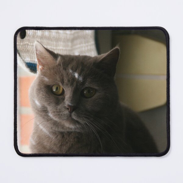 Item preview, British shorthair designed and sold by CanvasKitty.