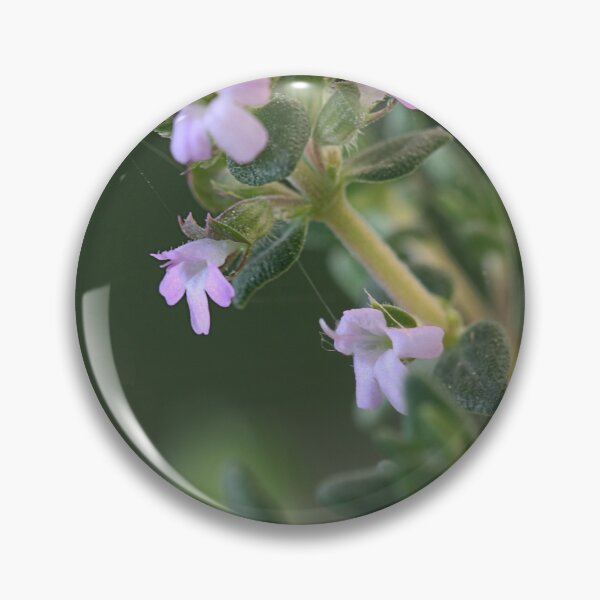 Item preview, Tiny Thyme designed and sold by Paul Pasco.