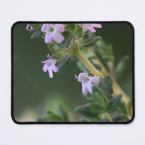 Item preview, Tiny Thyme designed and sold by Paul Pasco.