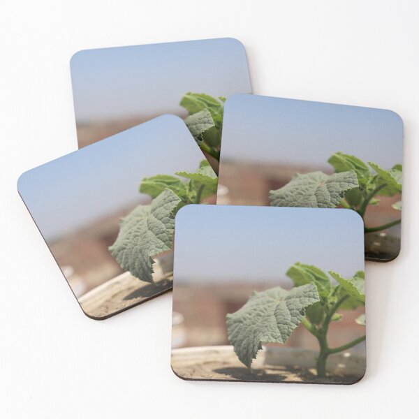 Item preview, Picture of cucumber growing beautifully designed and sold by diaaphotography.