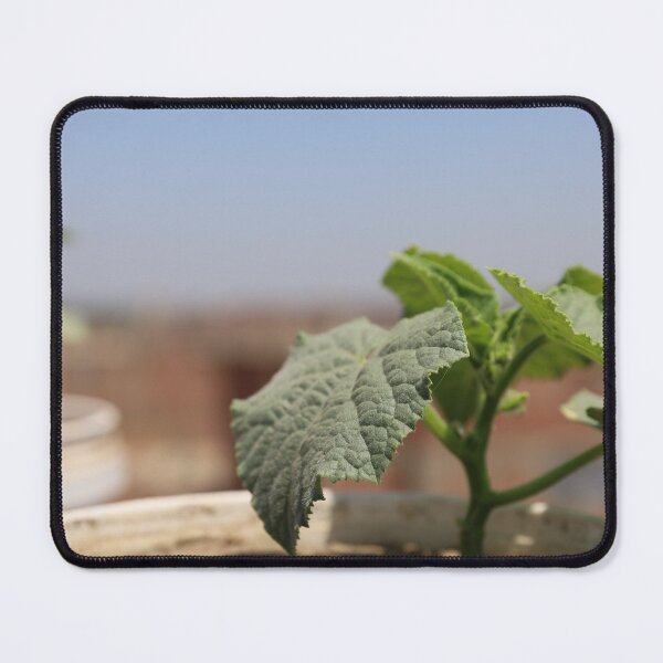 Item preview, Picture of cucumber growing beautifully designed and sold by diaaphotography.