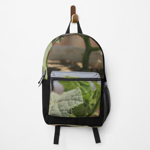 Item preview, Picture of cucumber growing beautifully designed and sold by 85 LEENS.