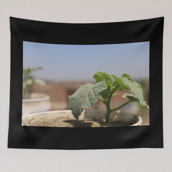 Item preview, Picture of cucumber growing beautifully designed and sold by diaaphotography.