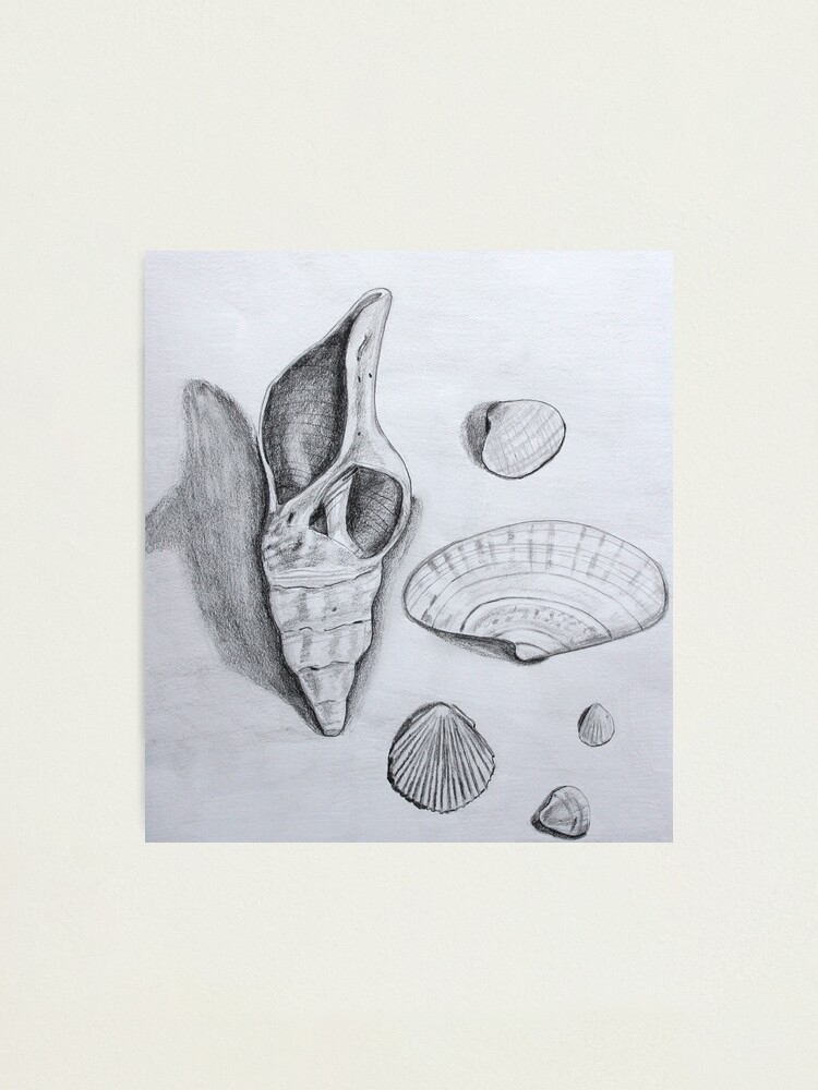 Lámina fotográfica «Dibujo a lápiz de conchas marinas» de Sandraartist |  Redbubble