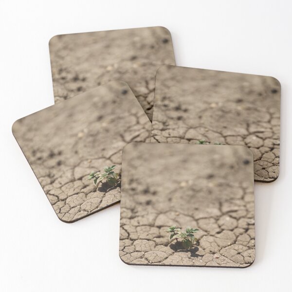 Item preview, Mint growing in the box designed and sold by diaaphotography.
