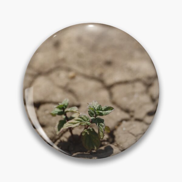 Item preview, Mint growing in the box designed and sold by diaaphotography.