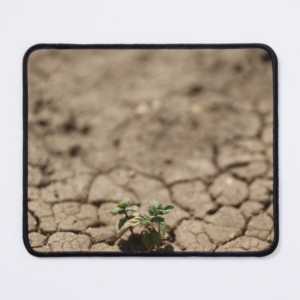Item preview, Mint growing in the box designed and sold by diaaphotography.
