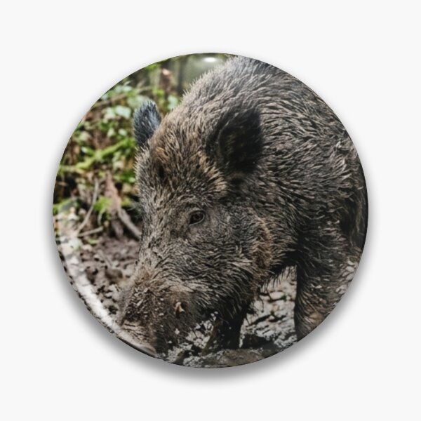 Item preview, Wild boar rooting in muddy soil designed and sold by Malisa345.