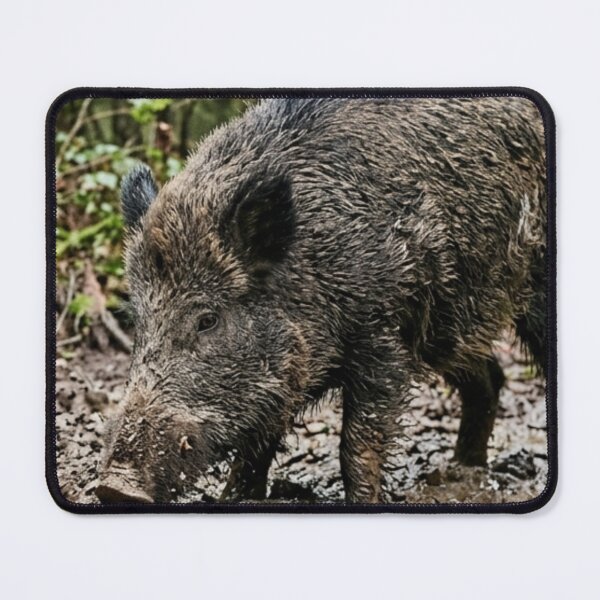 Item preview, Wild boar rooting in muddy soil designed and sold by Malisa345.
