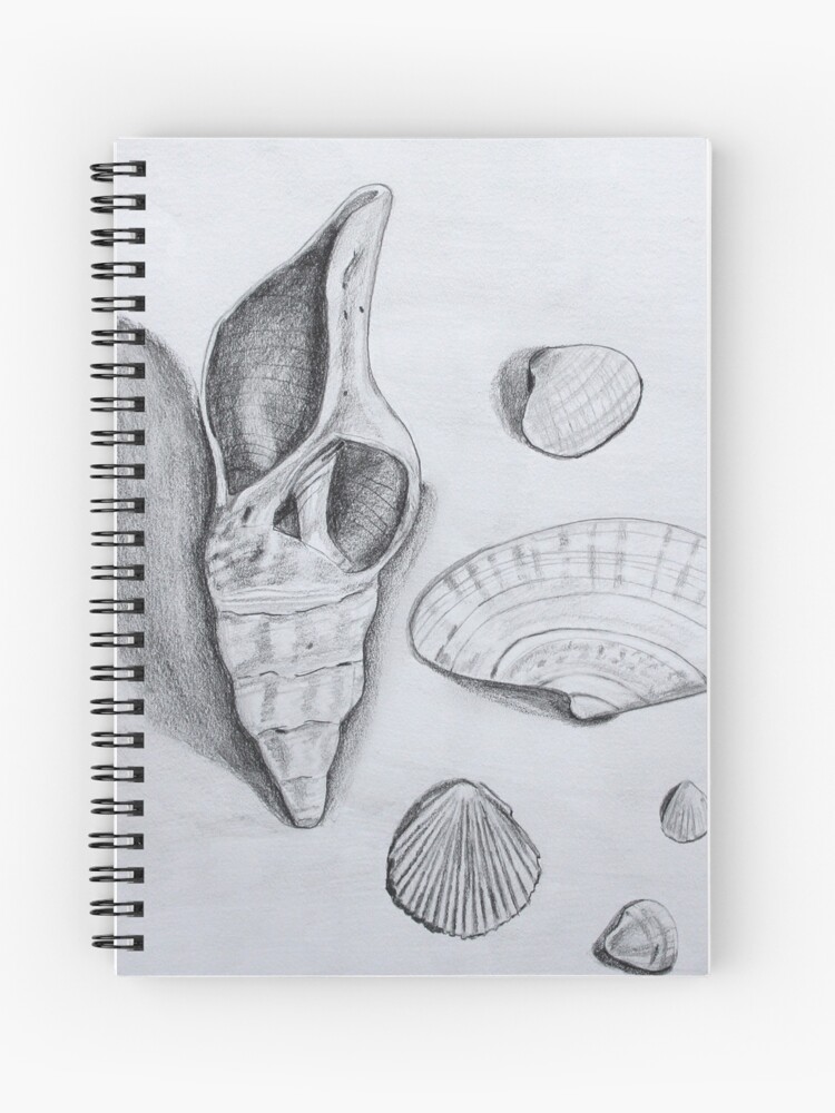 Seashell Pencil Sketch Poster  JUNIQE