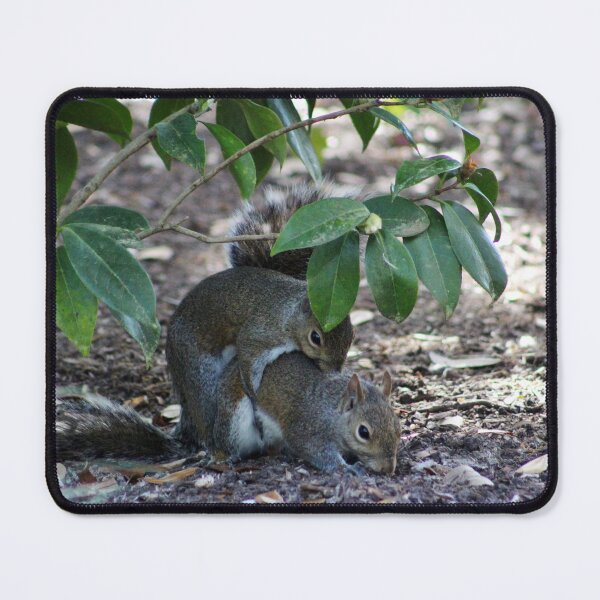 Item preview, Squirrels Mating designed and sold by Cynthia48.
