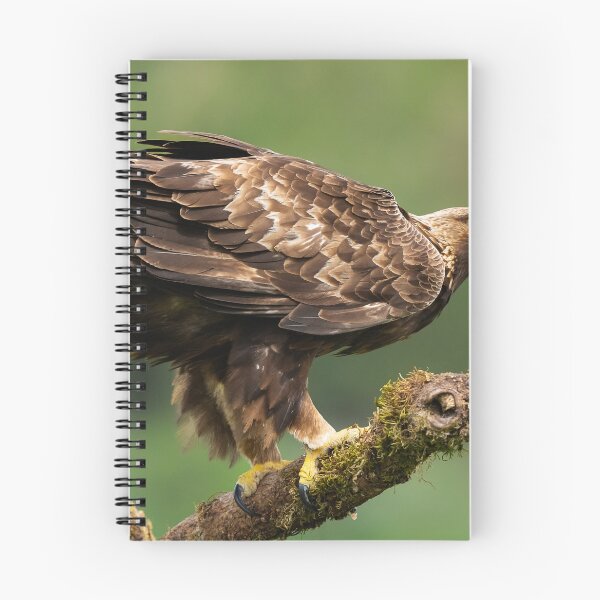 Artikelvorschau, Steinadler, Izco, Navarra, Spanien entworfen und verkauft von AndrewJonesFoto.